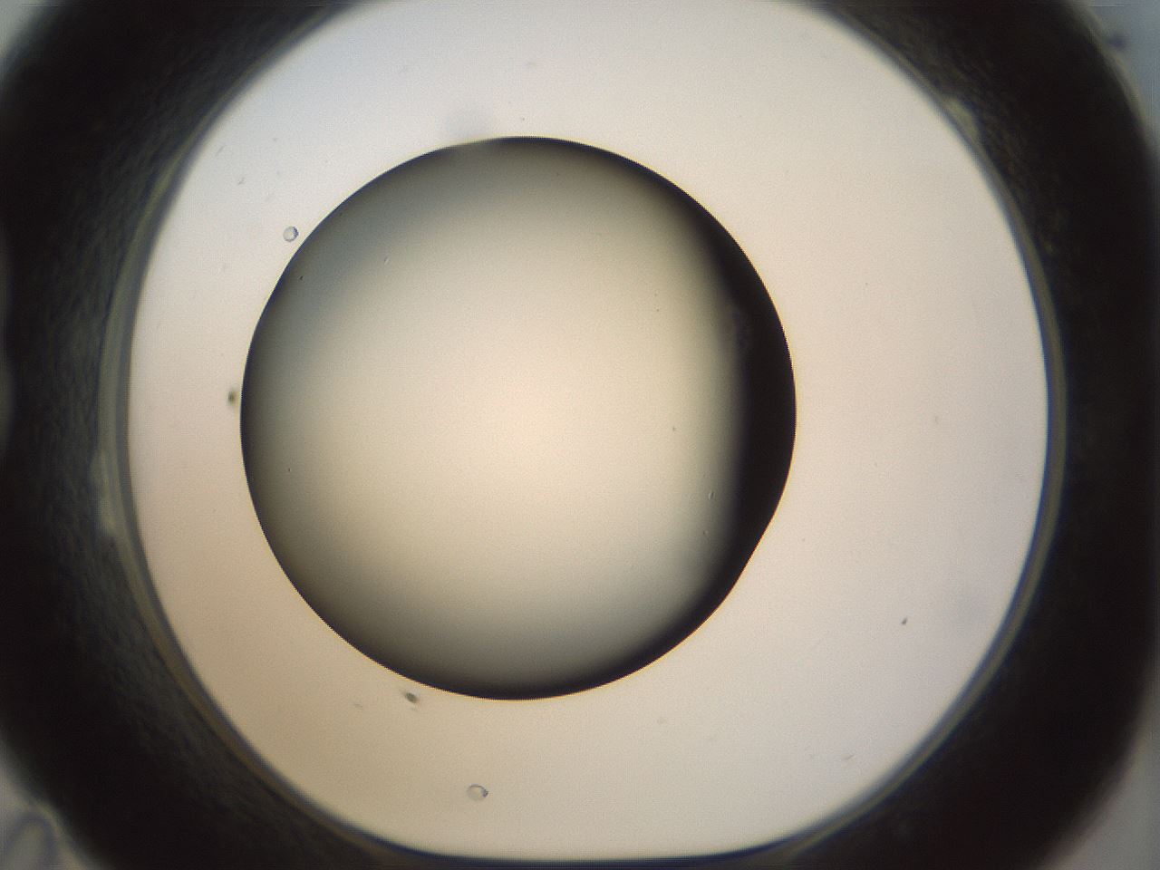 folderID297_plateID1297_batchID4295_wellNum23_profileID1_d1_r78030_ef.jpg