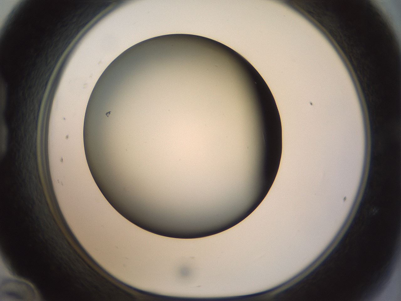 folderID297_plateID1297_batchID4295_wellNum24_profileID1_d1_r78031_ef.jpg
