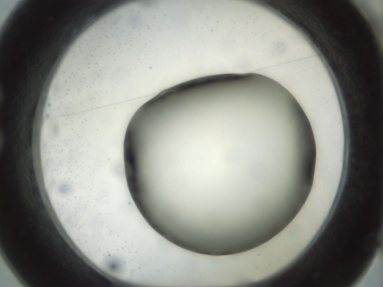 folderID297_plateID1297_batchID4295_wellNum25_profileID1_d1_r78032_ef.jpg