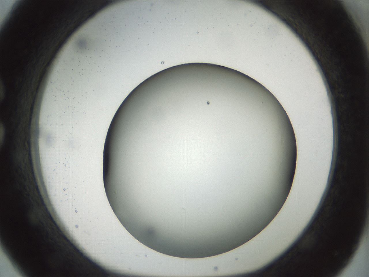 folderID297_plateID1297_batchID4295_wellNum26_profileID1_d1_r78033_ef.jpg