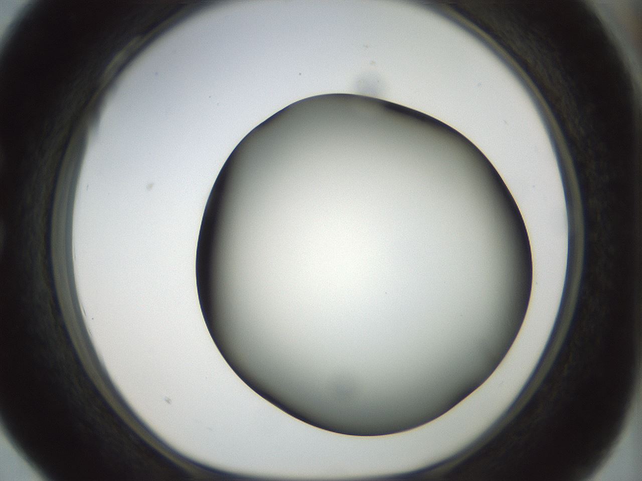 folderID297_plateID1297_batchID4295_wellNum28_profileID1_d1_r78035_ef.jpg