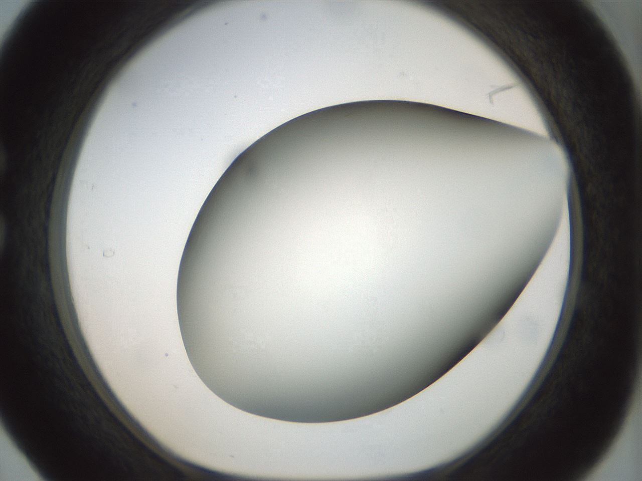 folderID297_plateID1297_batchID4295_wellNum29_profileID1_d1_r78036_ef.jpg