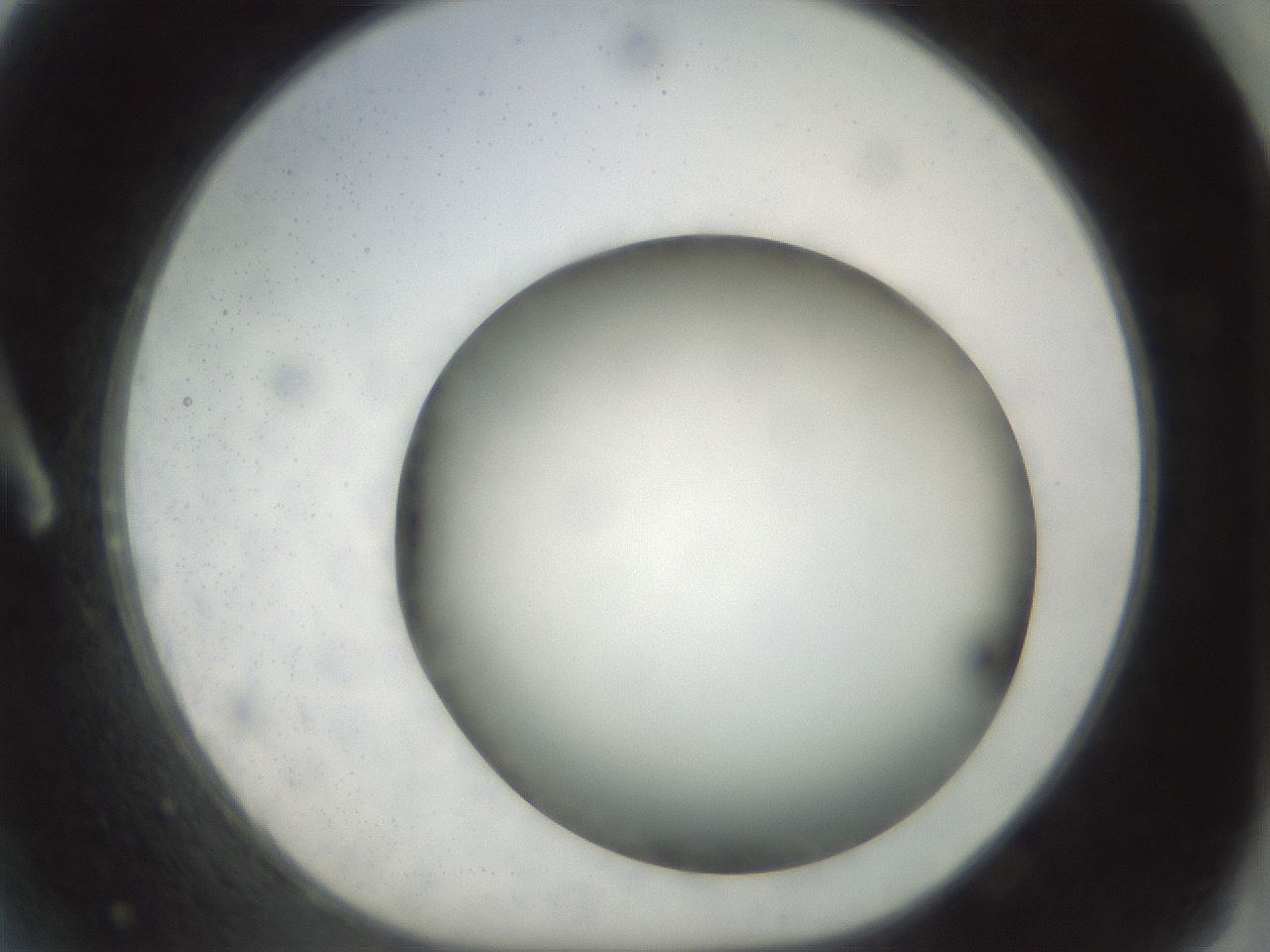 folderID297_plateID1297_batchID4295_wellNum2_profileID1_d1_r78009_ef.jpg