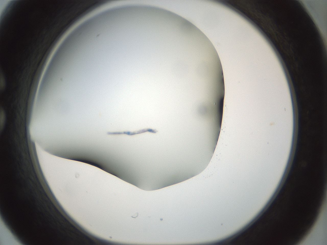 folderID297_plateID1297_batchID4295_wellNum30_profileID1_d1_r78037_ef.jpg