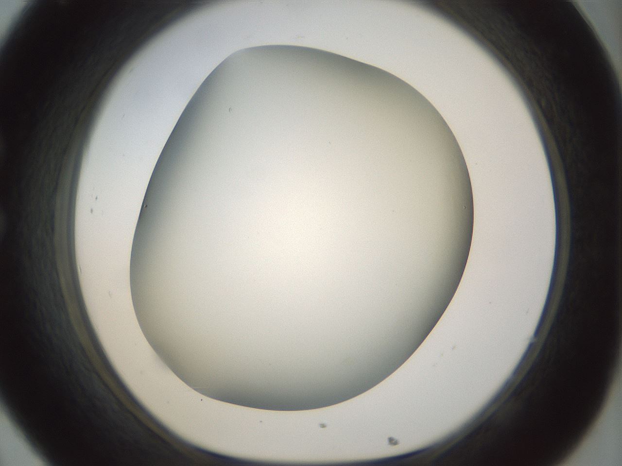 folderID297_plateID1297_batchID4295_wellNum32_profileID1_d1_r78039_ef.jpg