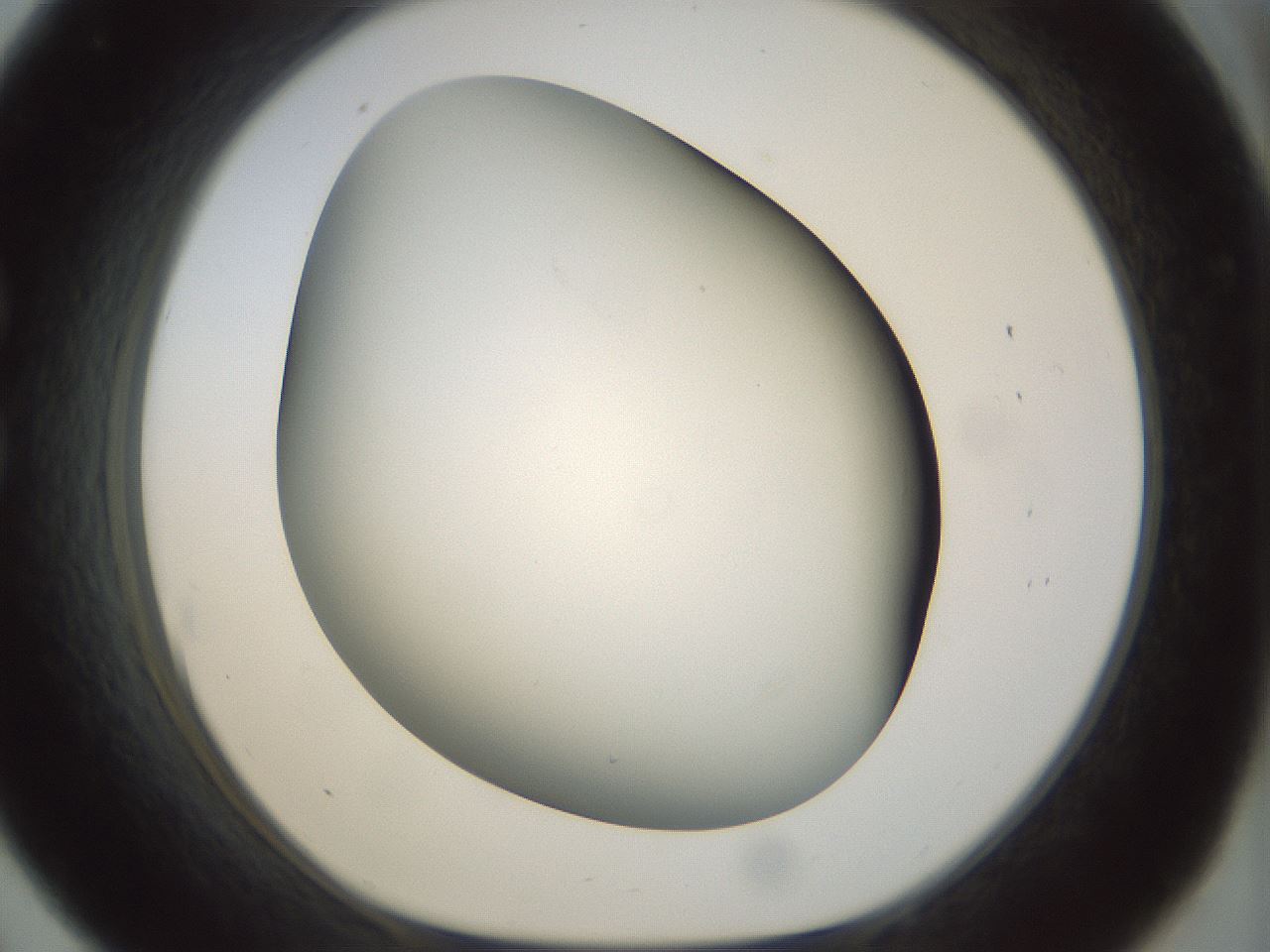 folderID297_plateID1297_batchID4295_wellNum33_profileID1_d1_r78040_ef.jpg