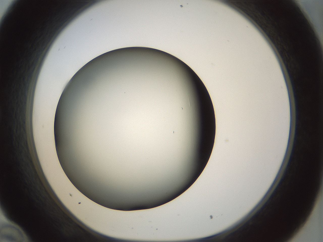 folderID297_plateID1297_batchID4295_wellNum34_profileID1_d1_r78041_ef.jpg