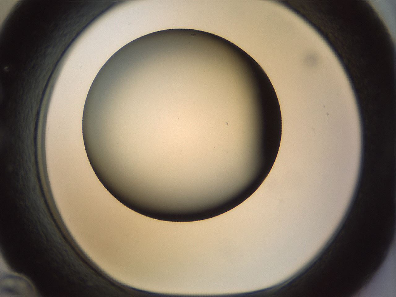 folderID297_plateID1297_batchID4295_wellNum36_profileID1_d1_r78043_ef.jpg