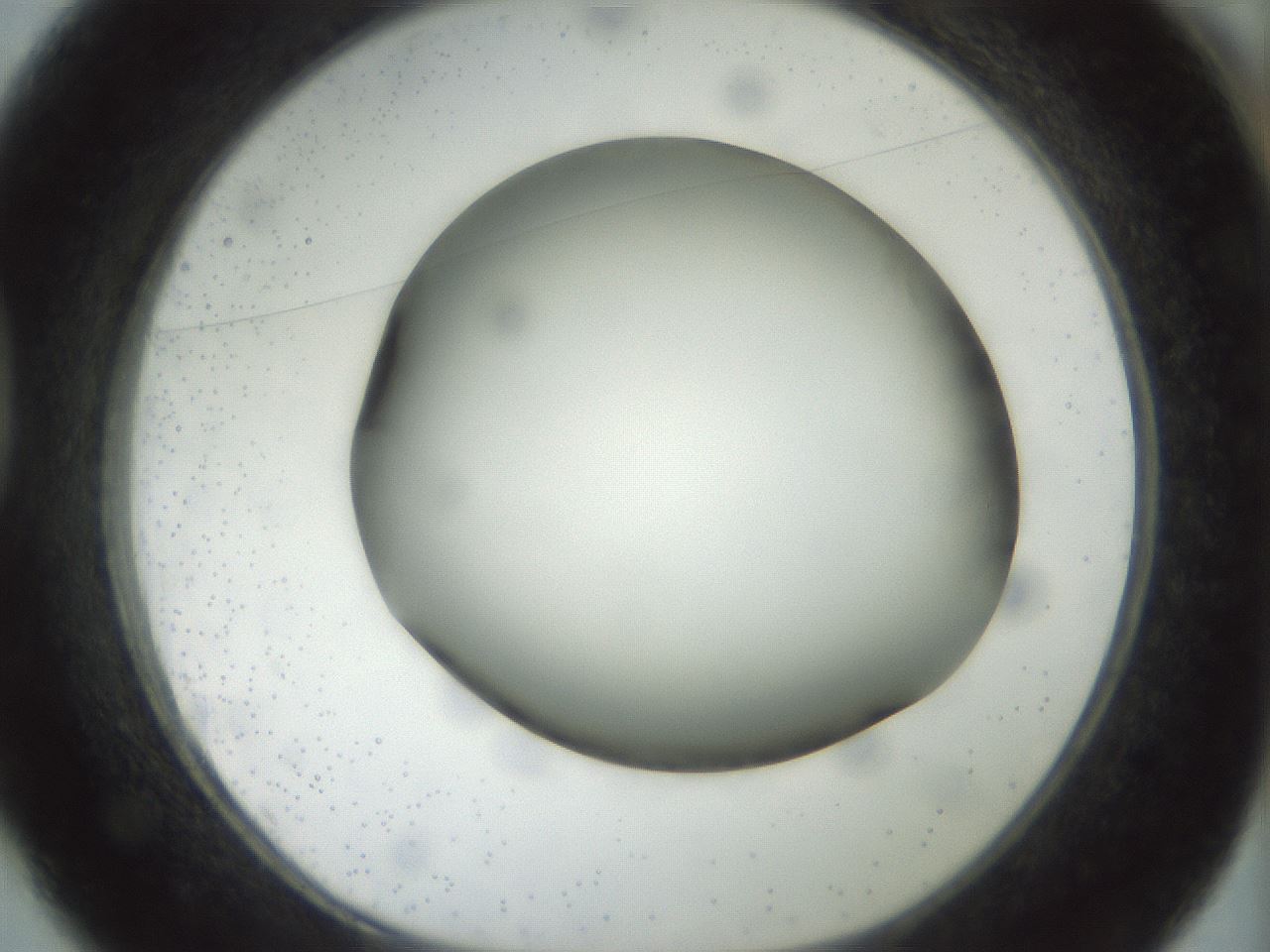 folderID297_plateID1297_batchID4295_wellNum37_profileID1_d1_r78044_ef.jpg