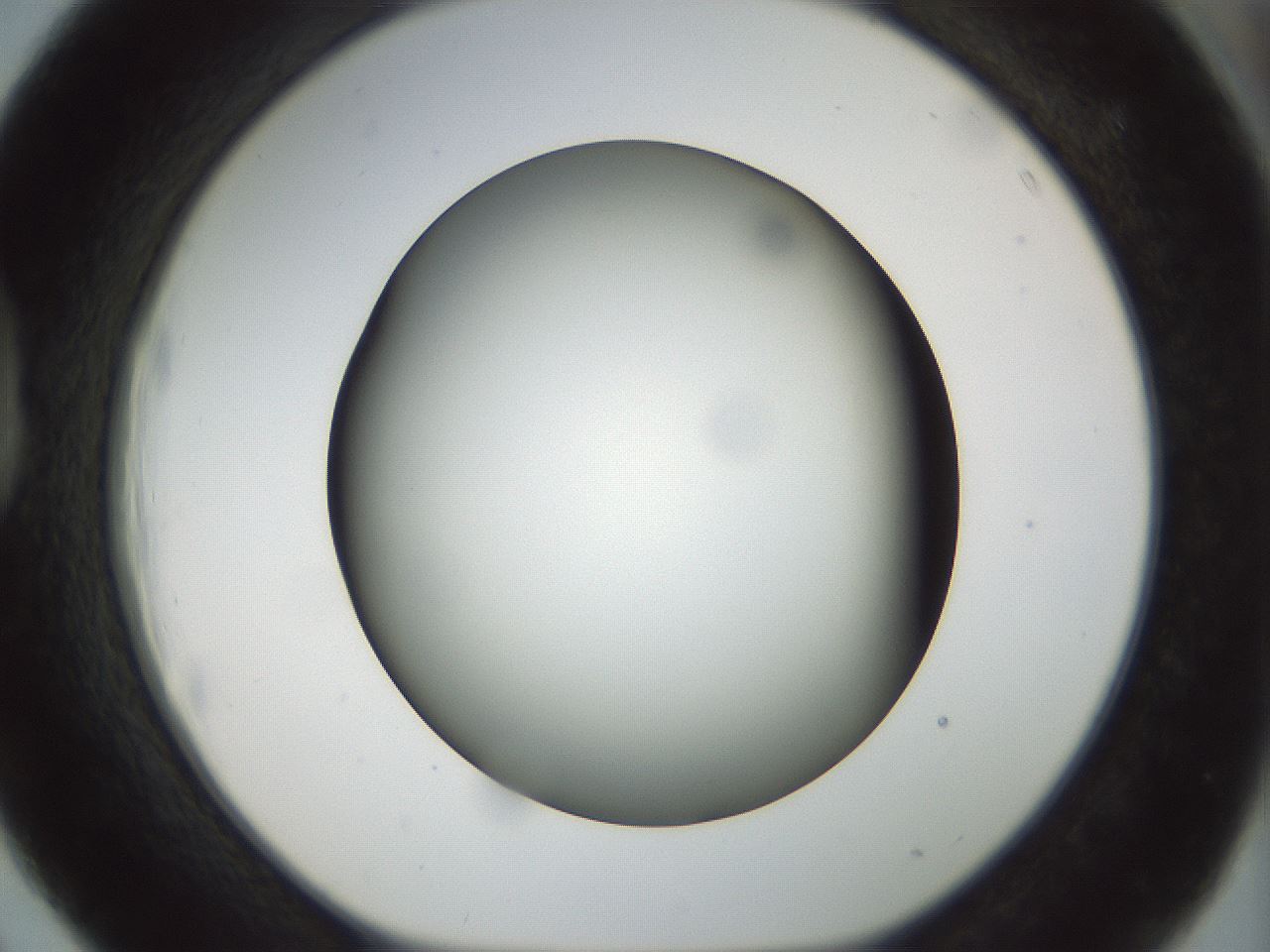 folderID297_plateID1297_batchID4295_wellNum39_profileID1_d1_r78046_ef.jpg
