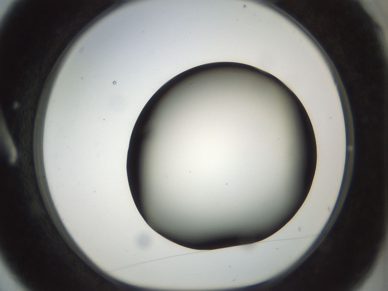 folderID297_plateID1297_batchID4295_wellNum3_profileID1_d1_r78010_ef.jpg