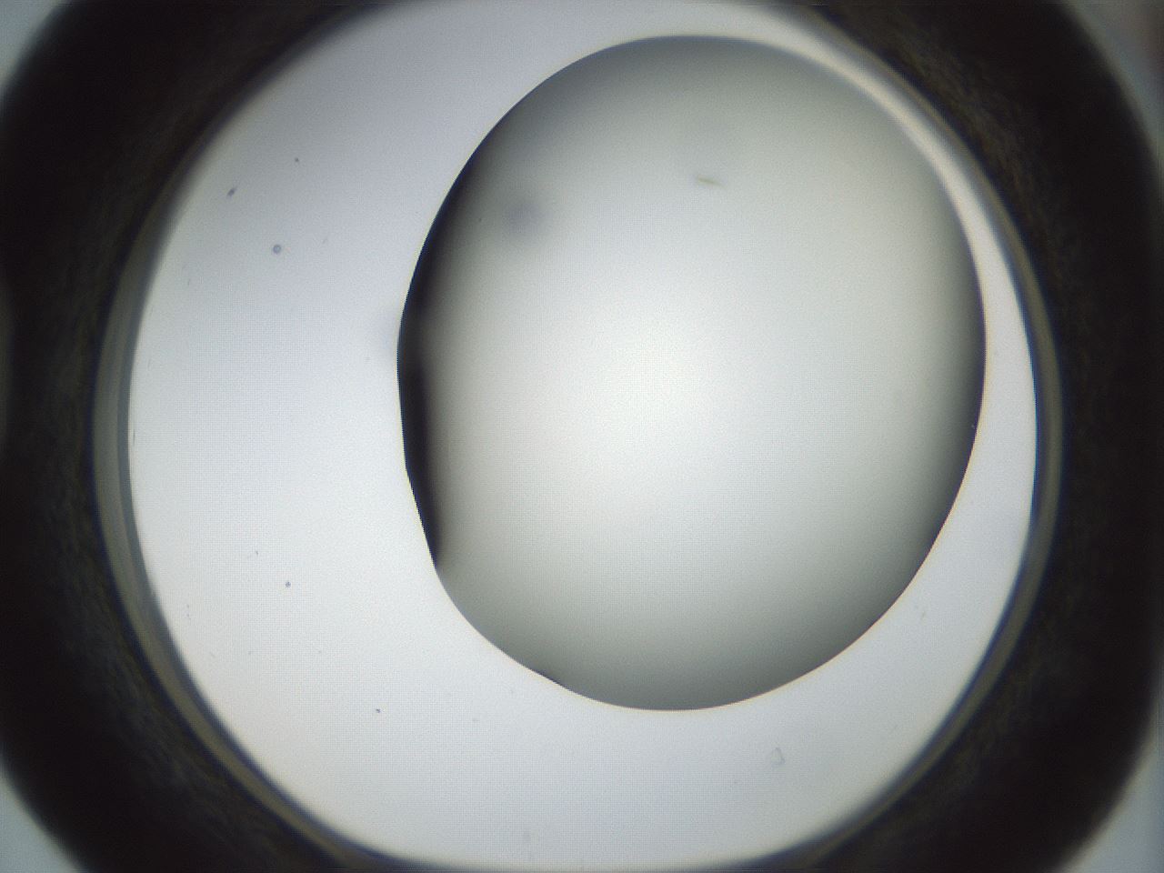 folderID297_plateID1297_batchID4295_wellNum40_profileID1_d1_r78047_ef.jpg