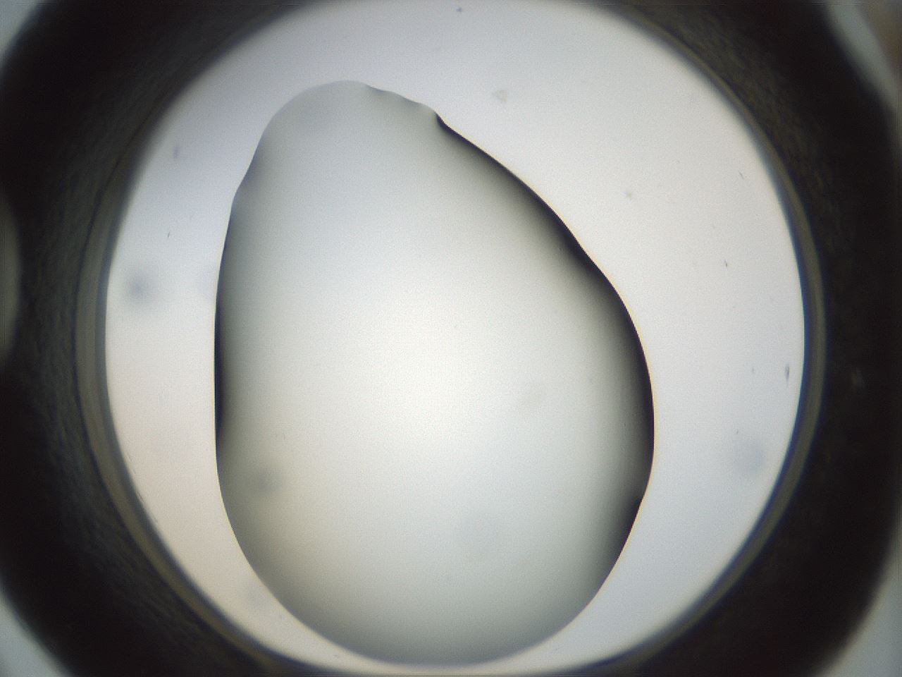 folderID297_plateID1297_batchID4295_wellNum42_profileID1_d1_r78049_ef.jpg