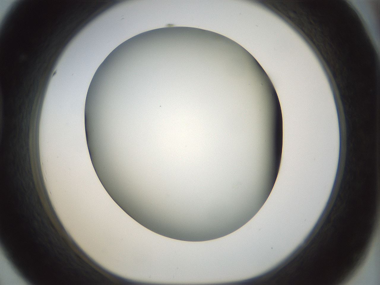 folderID297_plateID1297_batchID4295_wellNum44_profileID1_d1_r78051_ef.jpg