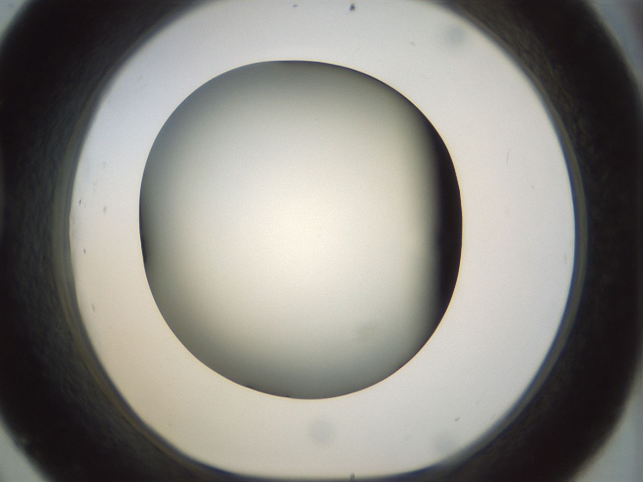 folderID297_plateID1297_batchID4295_wellNum45_profileID1_d1_r78052_ef.jpg