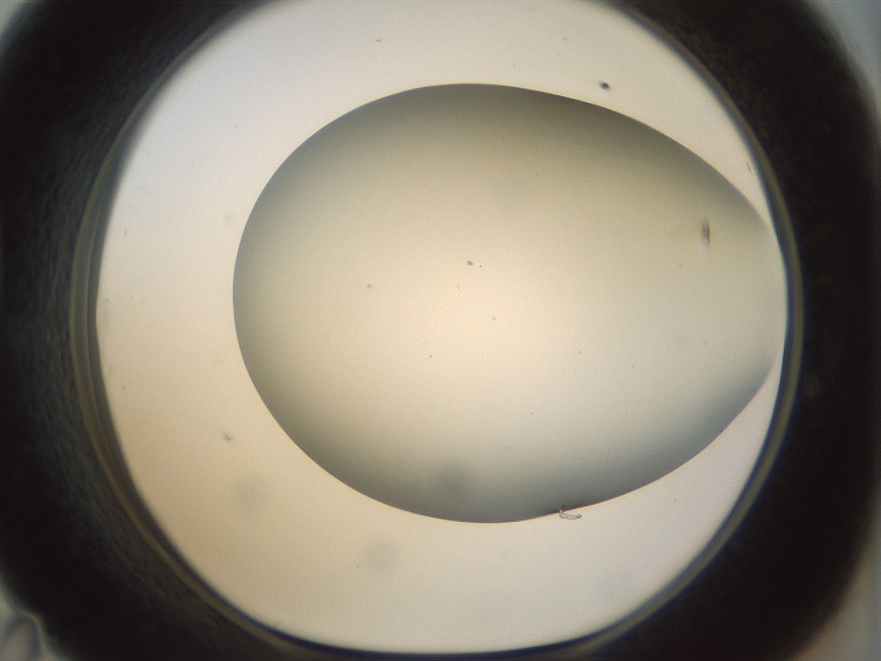 folderID297_plateID1297_batchID4295_wellNum47_profileID1_d1_r78054_ef.jpg