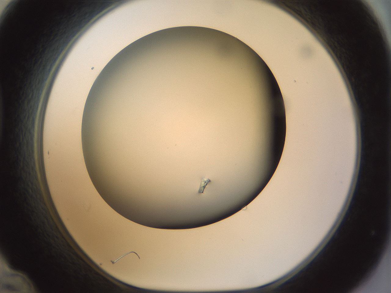 folderID297_plateID1297_batchID4295_wellNum48_profileID1_d1_r78055_ef.jpg