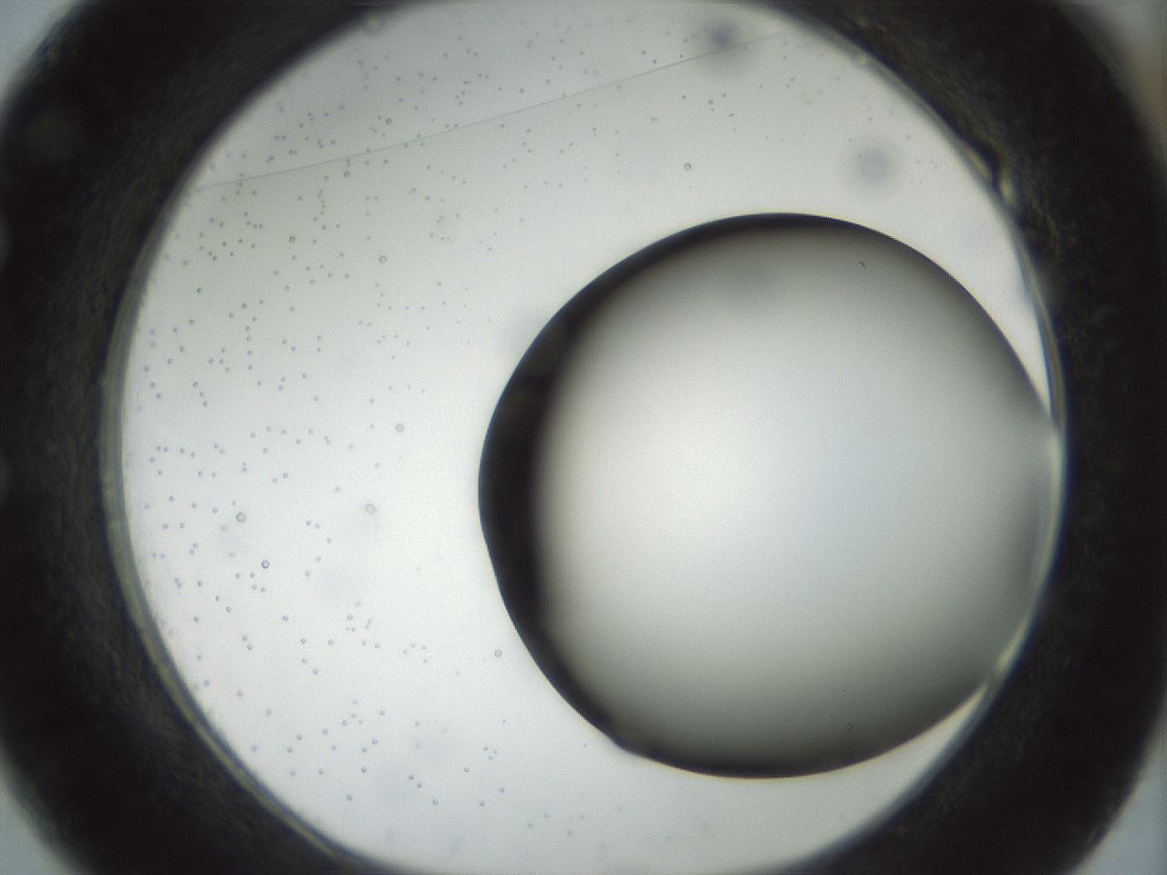 folderID297_plateID1297_batchID4295_wellNum49_profileID1_d1_r78056_ef.jpg