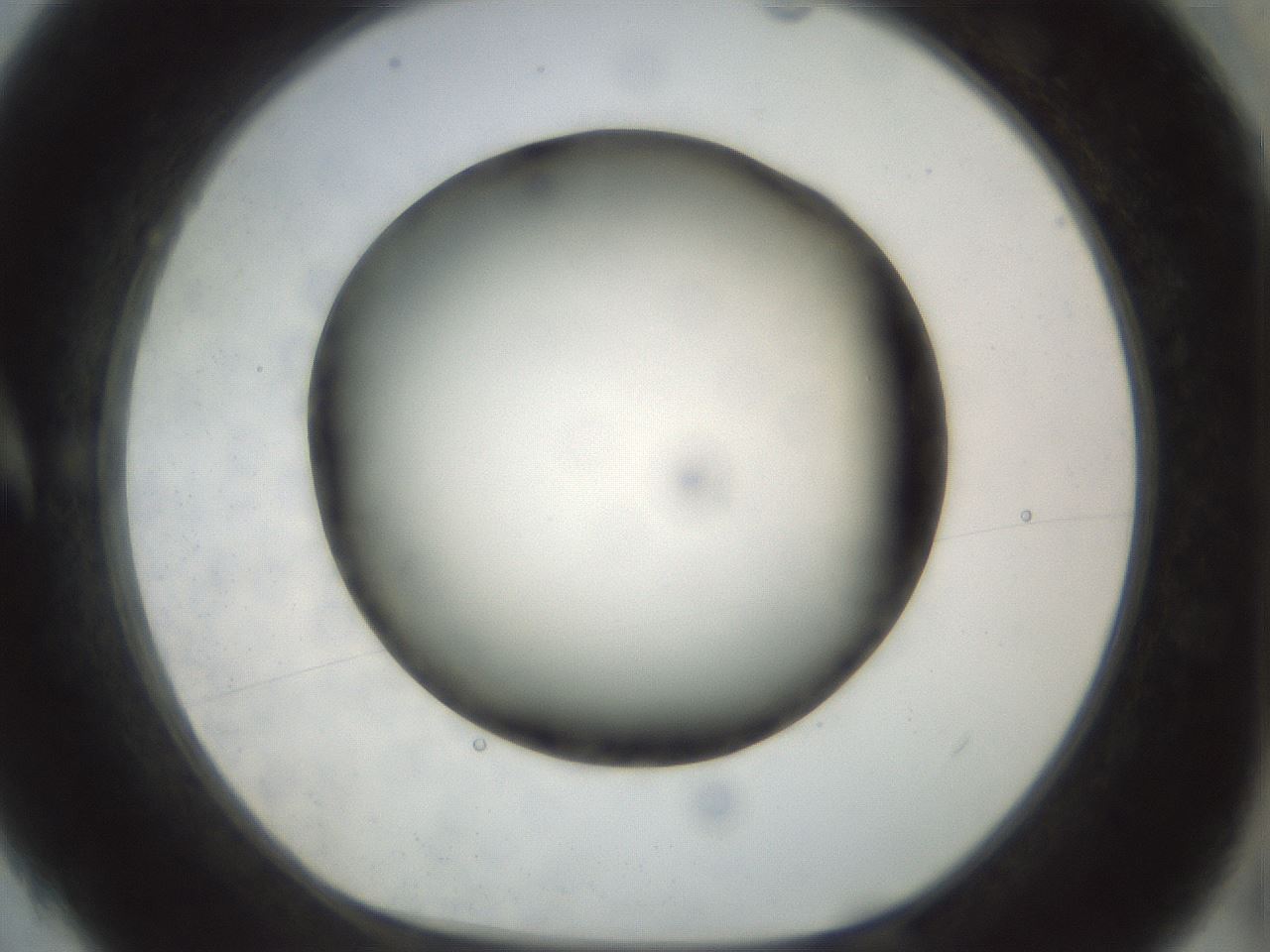 folderID297_plateID1297_batchID4295_wellNum4_profileID1_d1_r78011_ef.jpg