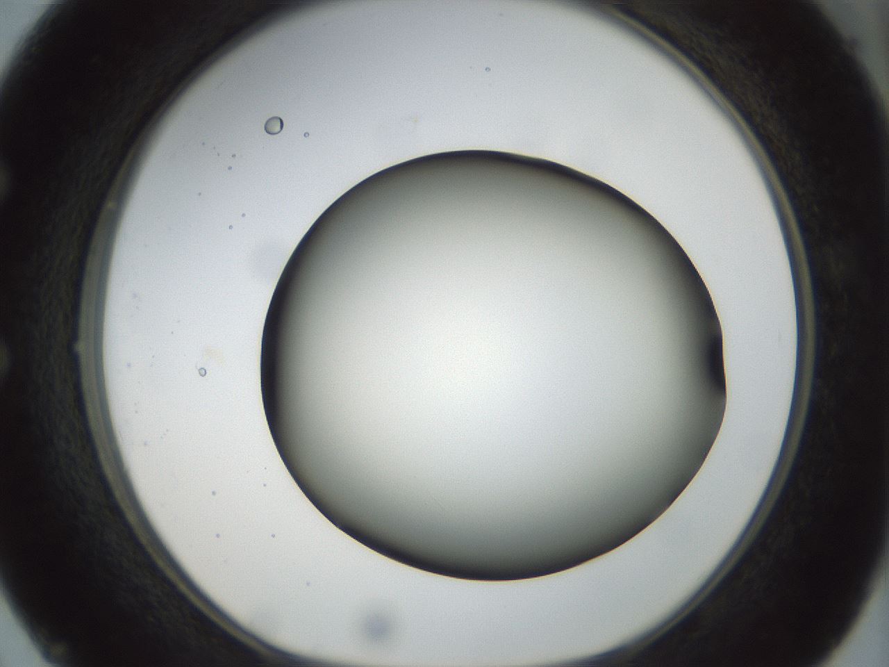 folderID297_plateID1297_batchID4295_wellNum50_profileID1_d1_r78057_ef.jpg