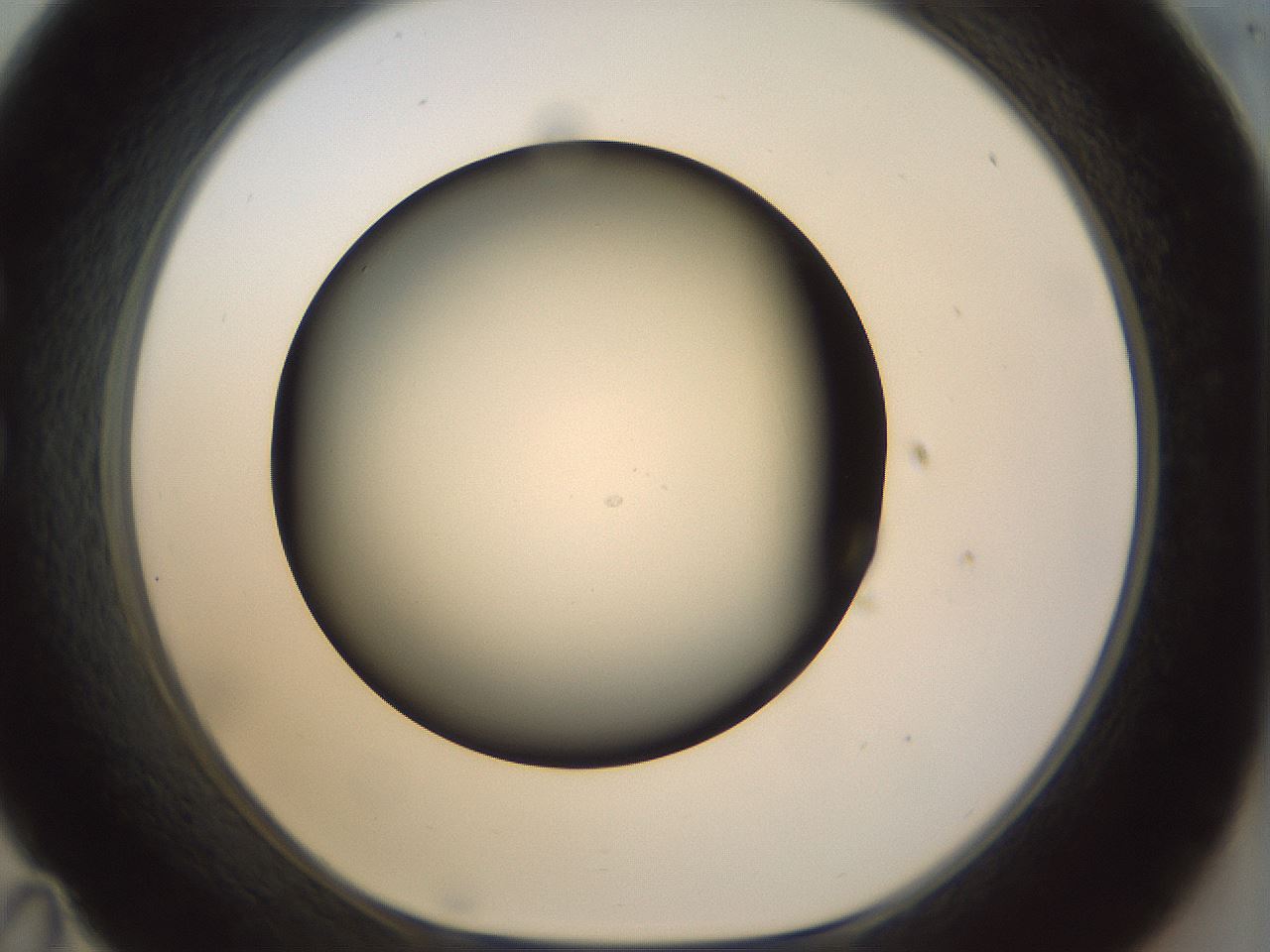 folderID297_plateID1297_batchID4295_wellNum35_profileID1_d1_r78042_ef.jpg