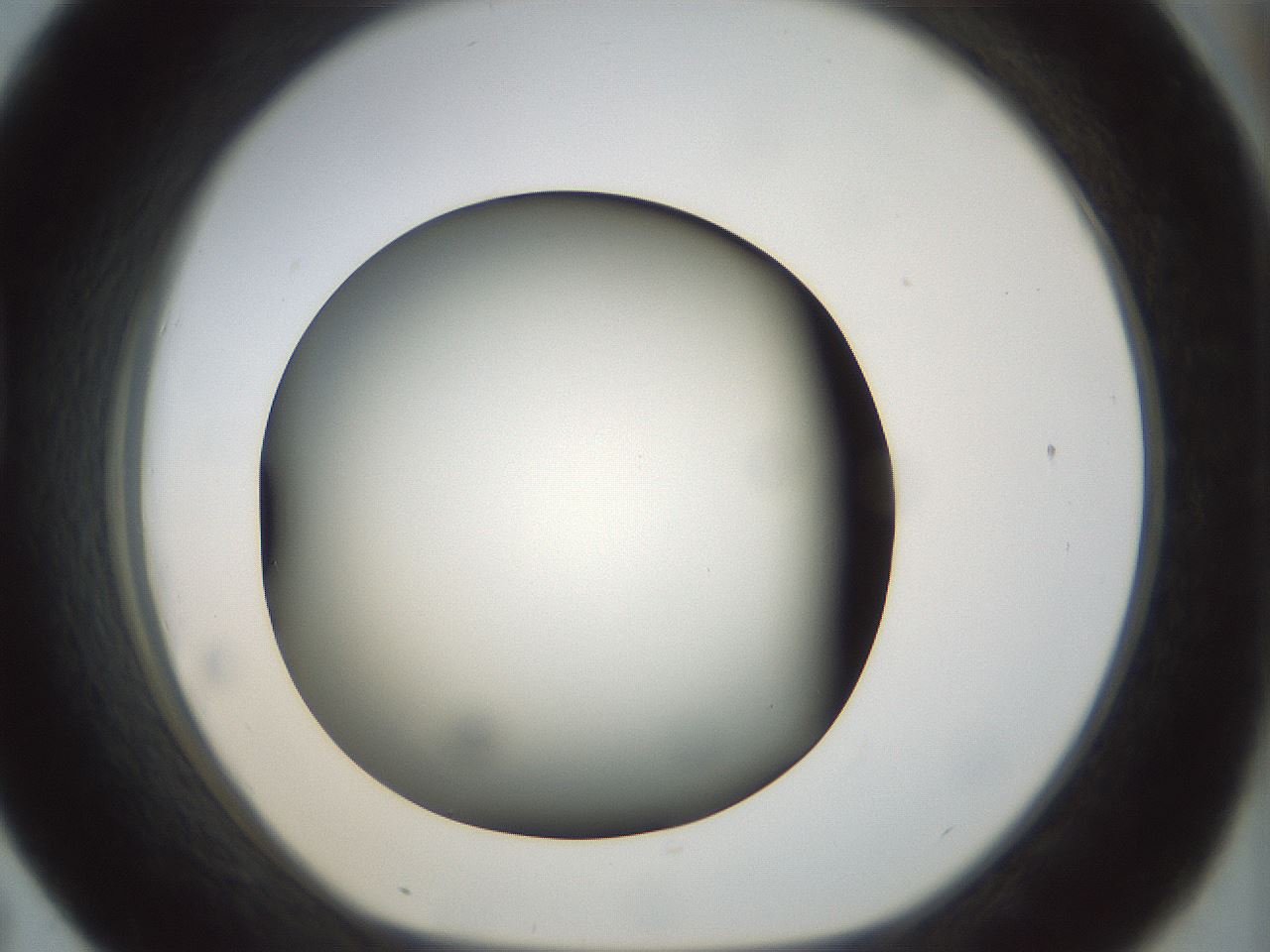 folderID297_plateID1297_batchID4295_wellNum43_profileID1_d1_r78050_ef.jpg