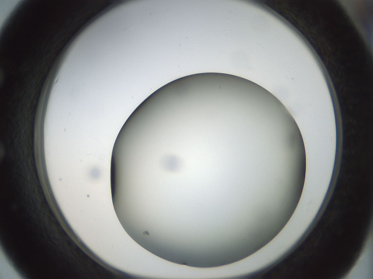 folderID297_plateID1297_batchID4295_wellNum51_profileID1_d1_r78058_ef.jpg