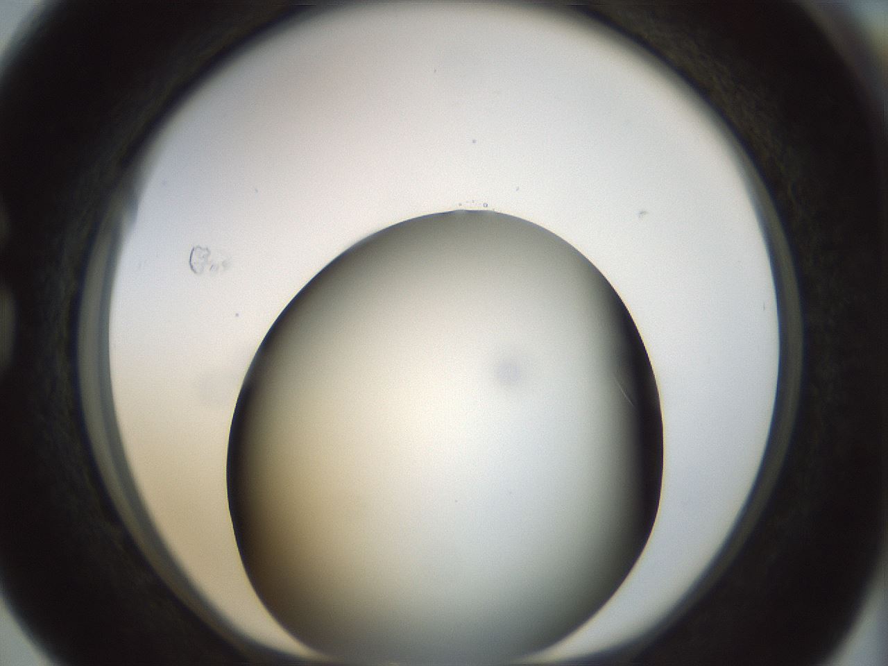 folderID297_plateID1297_batchID4295_wellNum76_profileID1_d1_r78083_ef.jpg