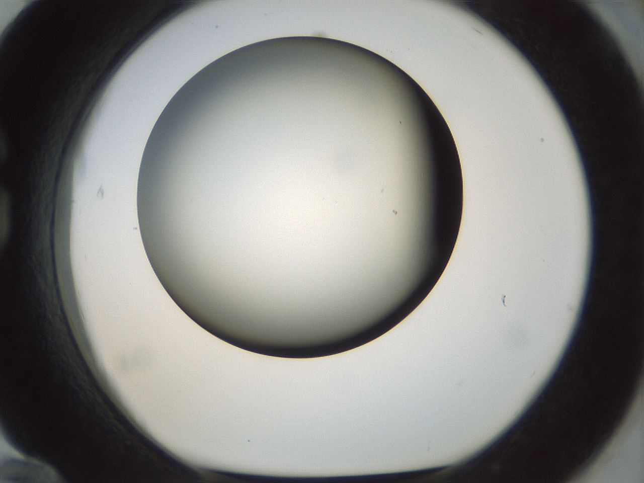 folderID297_plateID1297_batchID4295_wellNum84_profileID1_d1_r78091_ef.jpg
