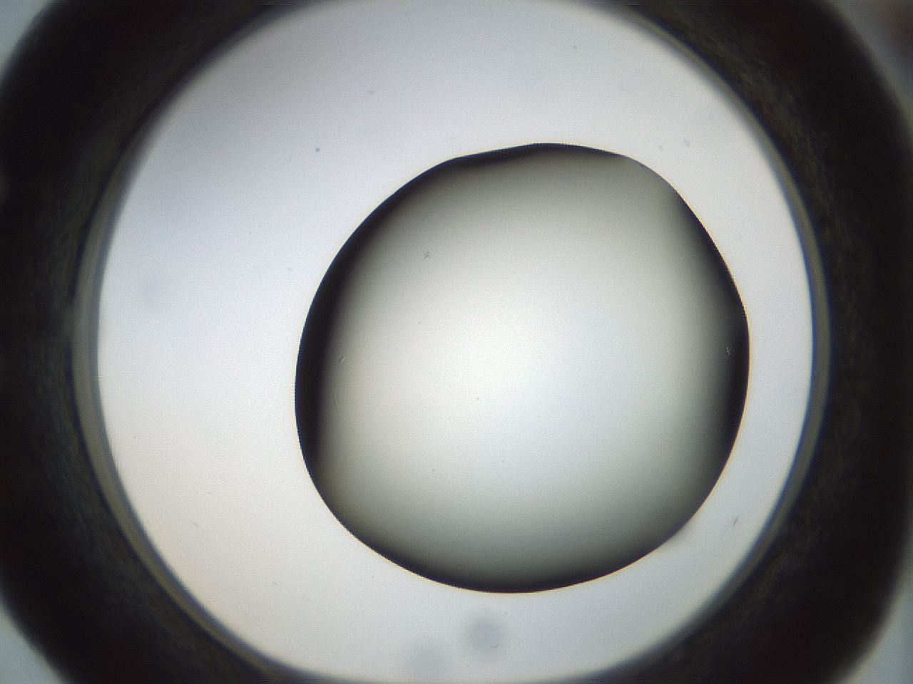 folderID297_plateID1297_batchID4295_wellNum52_profileID1_d1_r78059_ef.jpg
