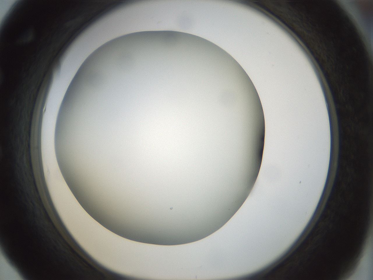 folderID297_plateID1297_batchID4295_wellNum53_profileID1_d1_r78060_ef.jpg