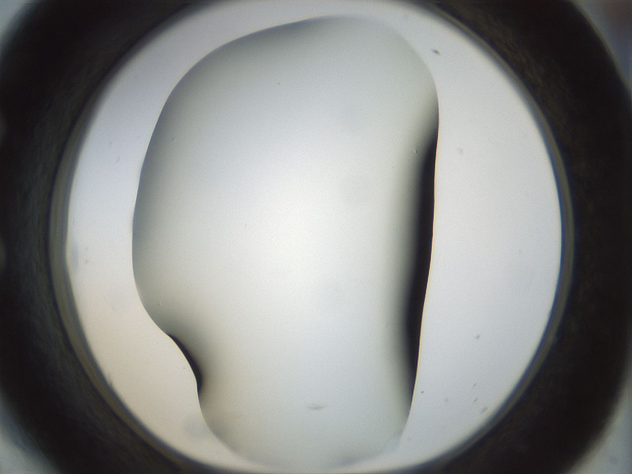 folderID297_plateID1297_batchID4295_wellNum54_profileID1_d1_r78061_ef.jpg