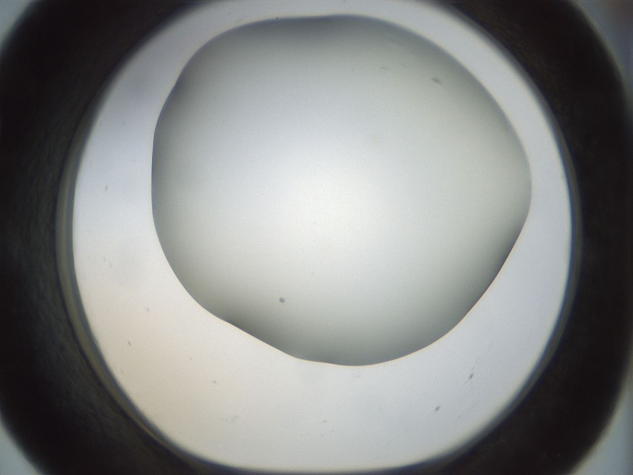 folderID297_plateID1297_batchID4295_wellNum55_profileID1_d1_r78062_ef.jpg