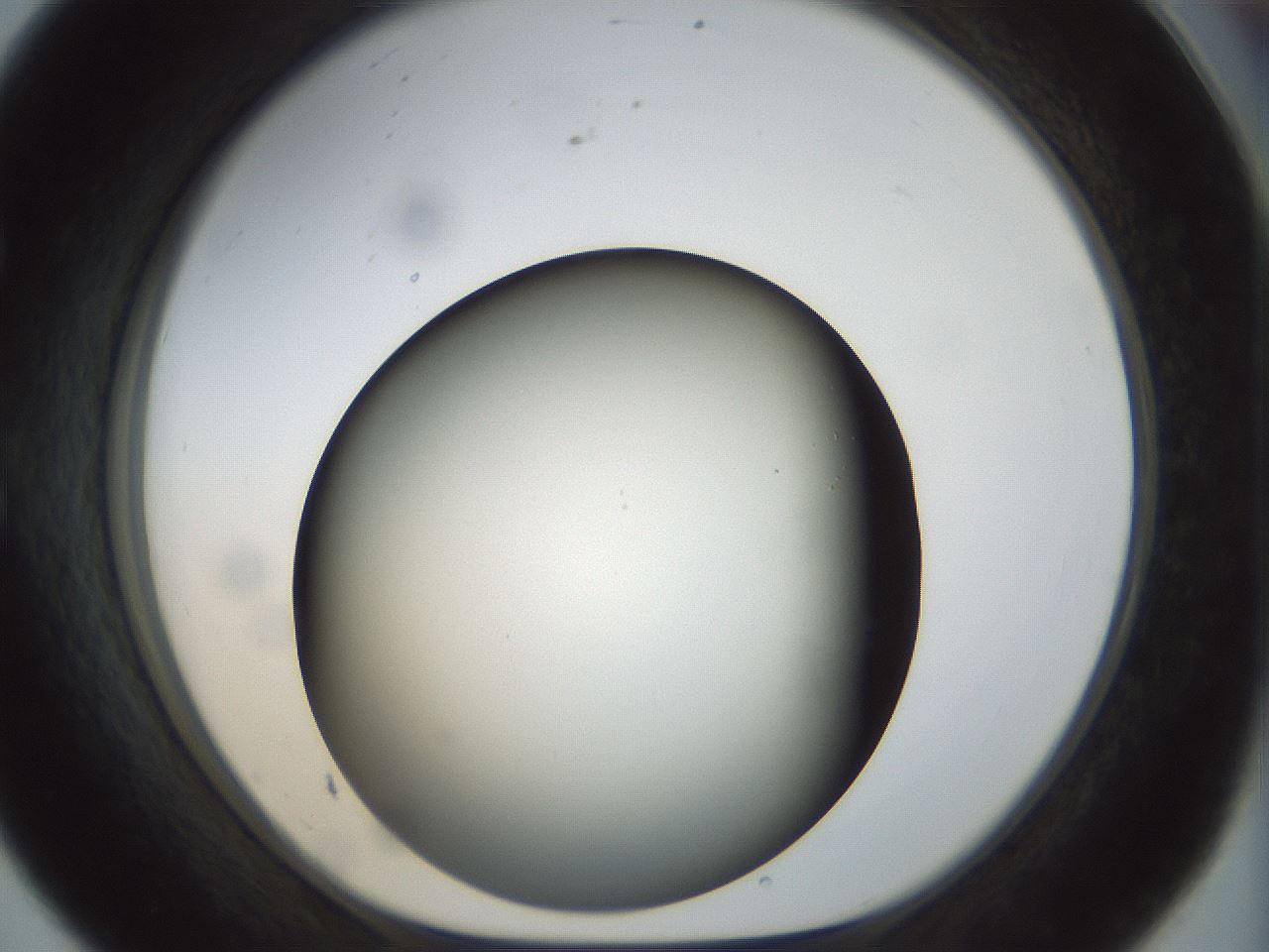 folderID297_plateID1297_batchID4295_wellNum56_profileID1_d1_r78063_ef.jpg