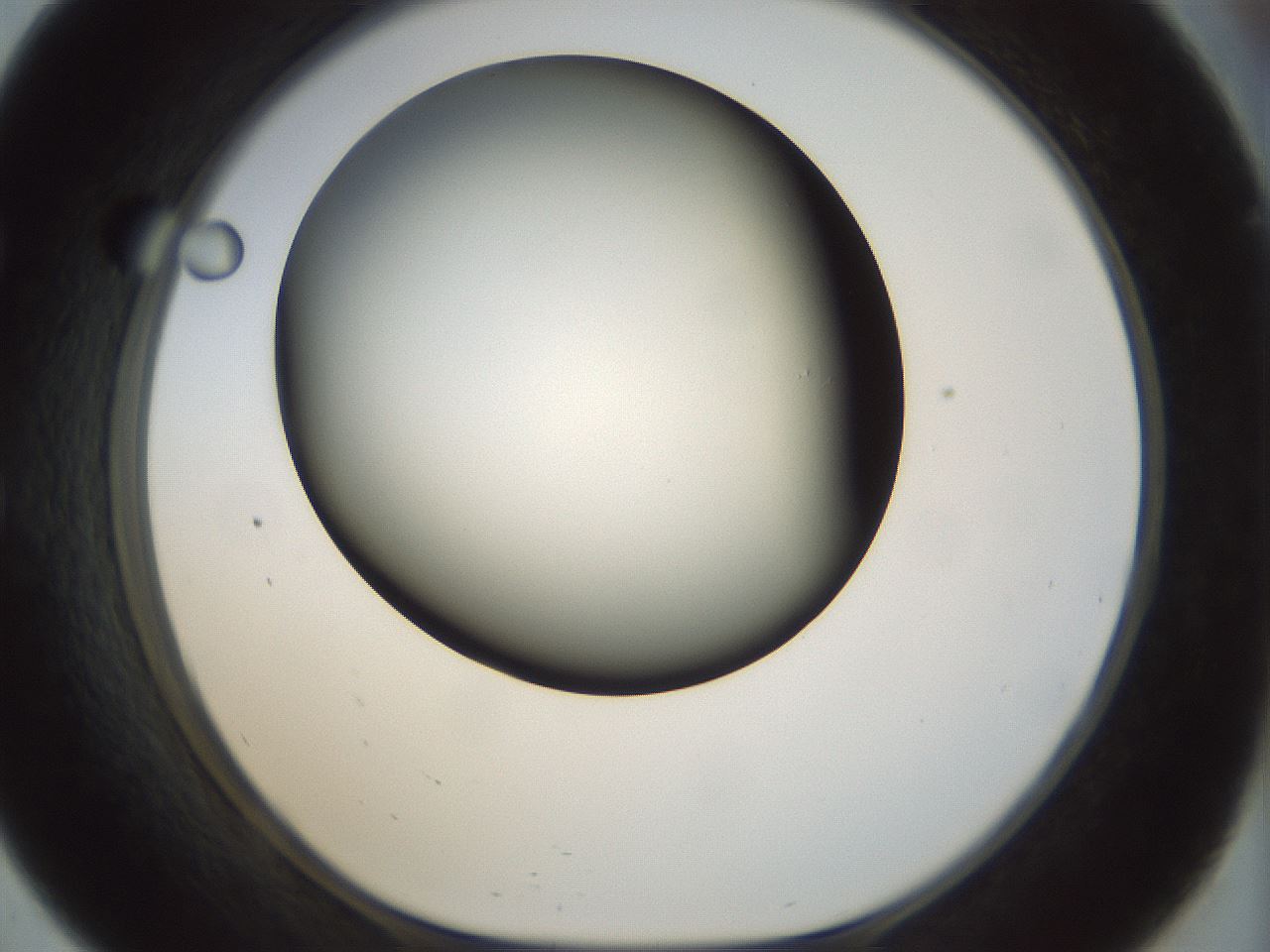 folderID297_plateID1297_batchID4295_wellNum57_profileID1_d1_r78064_ef.jpg