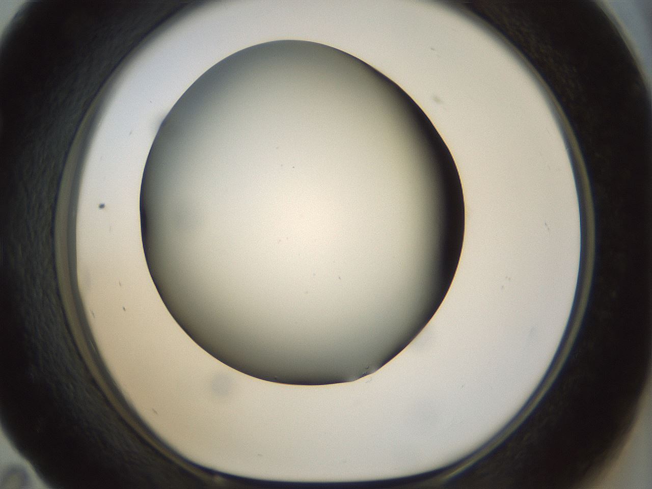 folderID297_plateID1297_batchID4295_wellNum59_profileID1_d1_r78066_ef.jpg