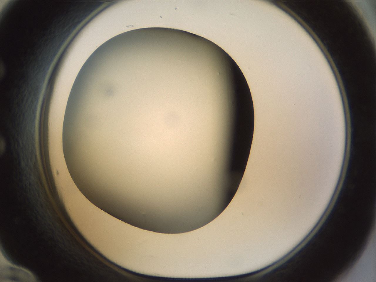 folderID297_plateID1297_batchID4295_wellNum60_profileID1_d1_r78067_ef.jpg