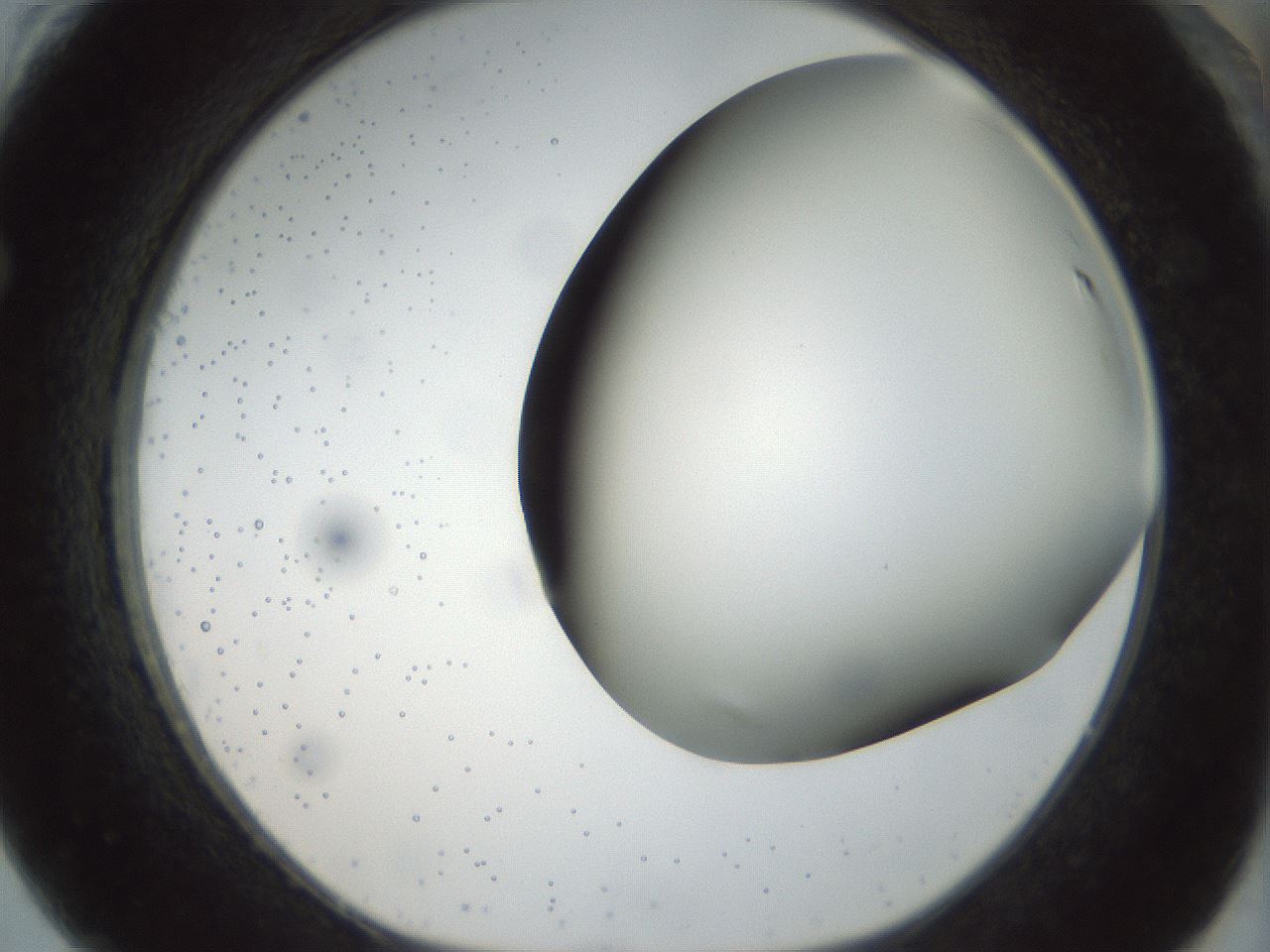 folderID297_plateID1297_batchID4295_wellNum61_profileID1_d1_r78068_ef.jpg