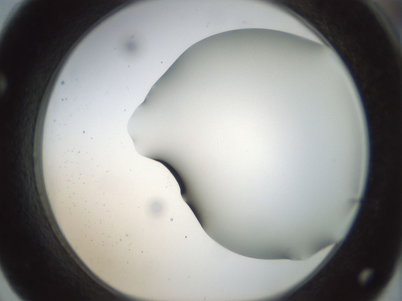 folderID297_plateID1297_batchID4295_wellNum62_profileID1_d1_r78069_ef.jpg