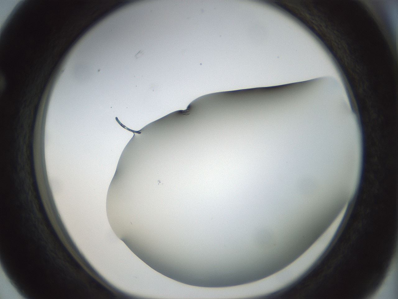 folderID297_plateID1297_batchID4295_wellNum63_profileID1_d1_r78070_ef.jpg