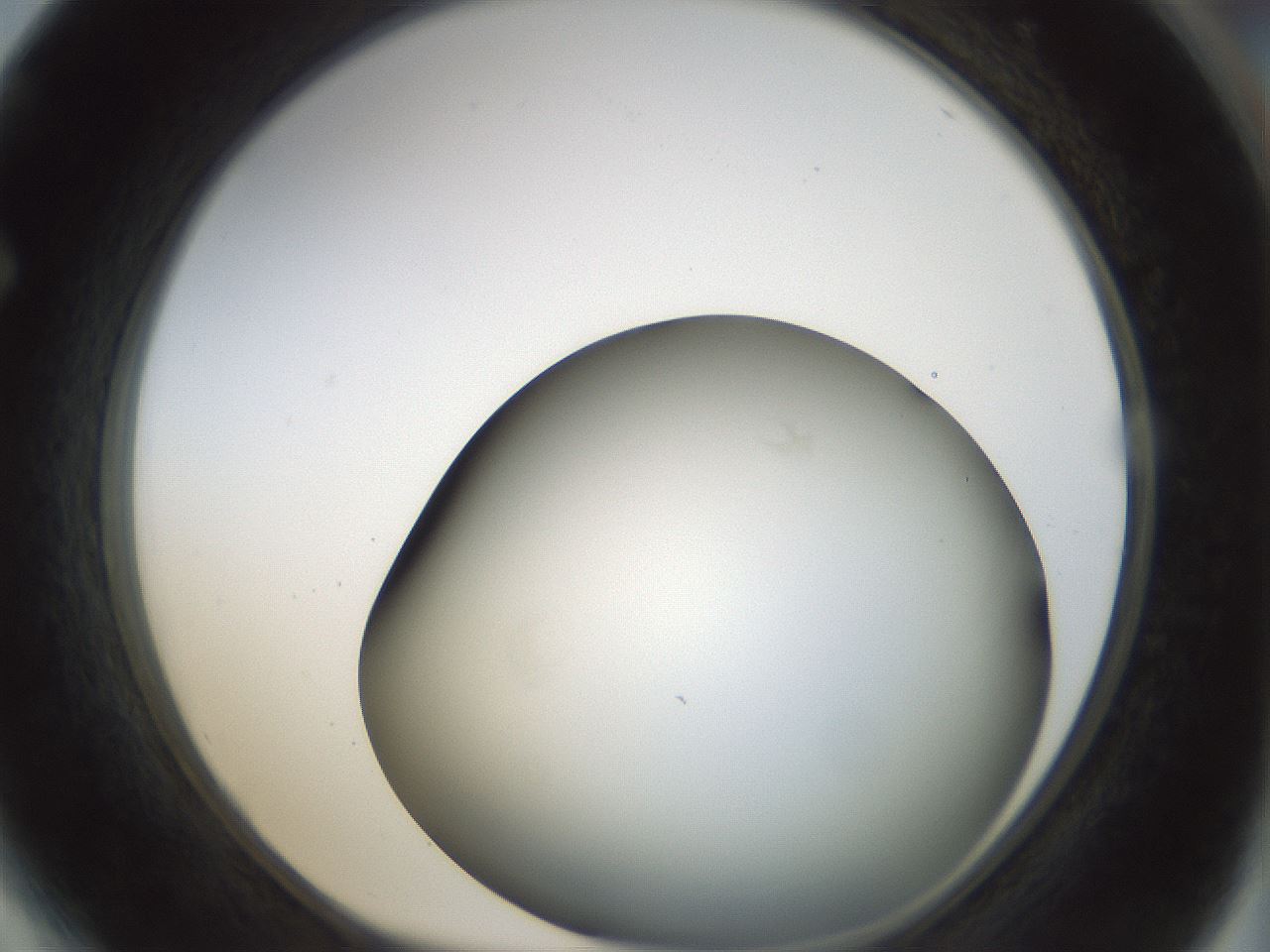 folderID297_plateID1297_batchID4295_wellNum64_profileID1_d1_r78071_ef.jpg