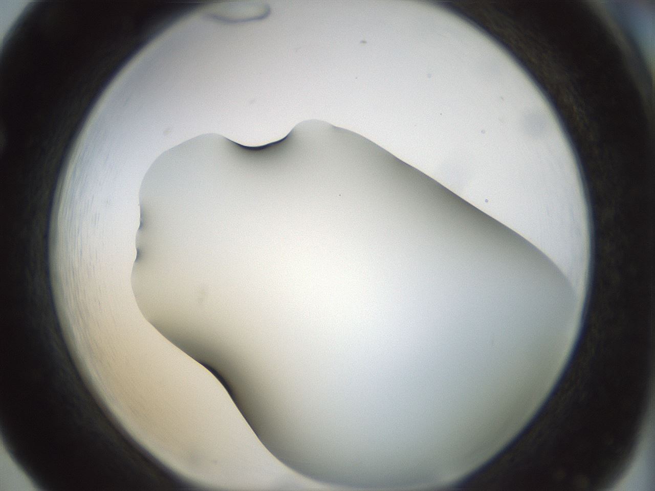 folderID297_plateID1297_batchID4295_wellNum65_profileID1_d1_r78072_ef.jpg