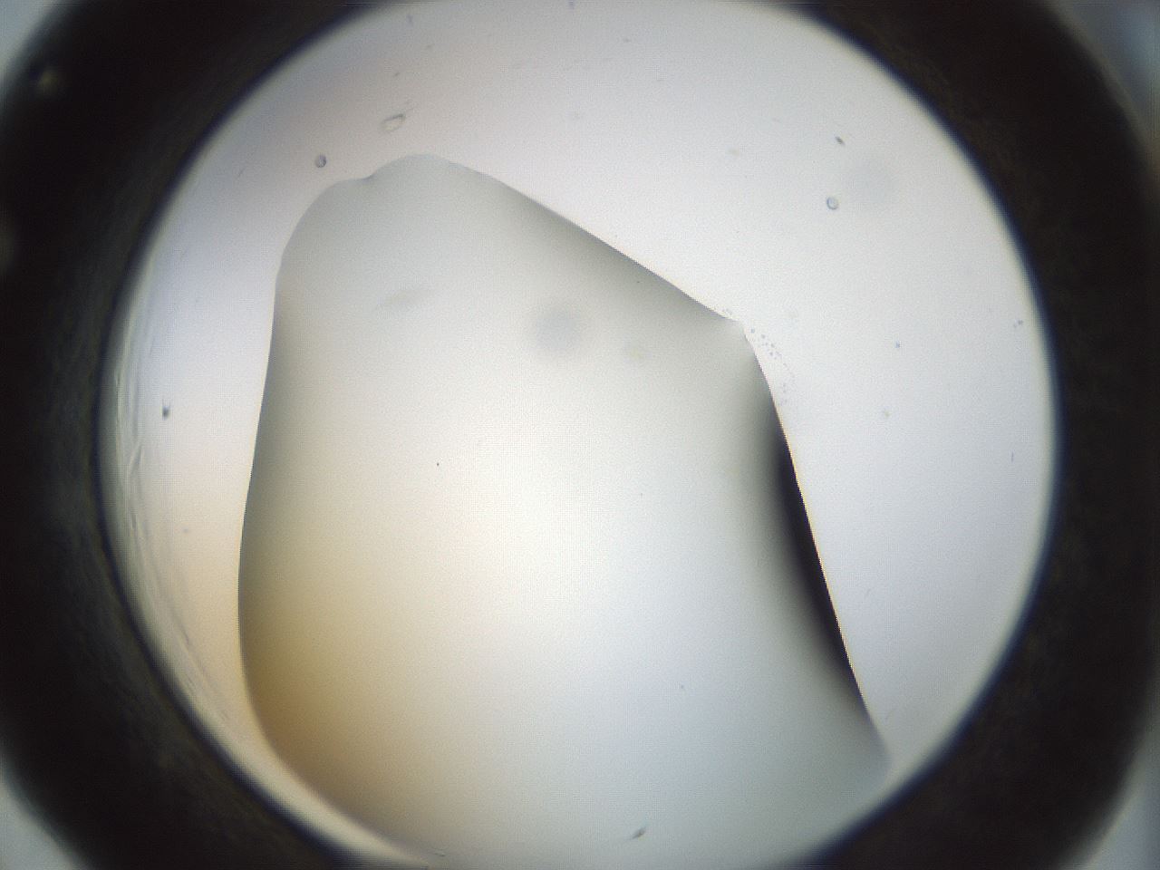 folderID297_plateID1297_batchID4295_wellNum66_profileID1_d1_r78073_ef.jpg