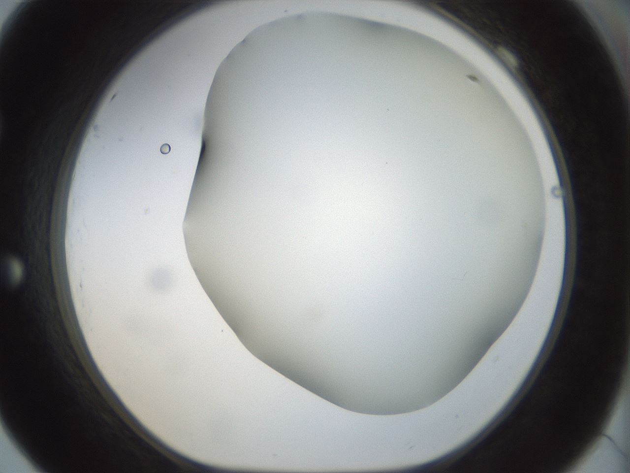 folderID297_plateID1297_batchID4295_wellNum69_profileID1_d1_r78076_ef.jpg