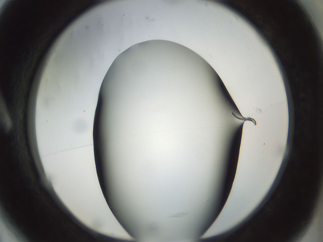 folderID297_plateID1297_batchID4295_wellNum6_profileID1_d1_r78013_ef.jpg