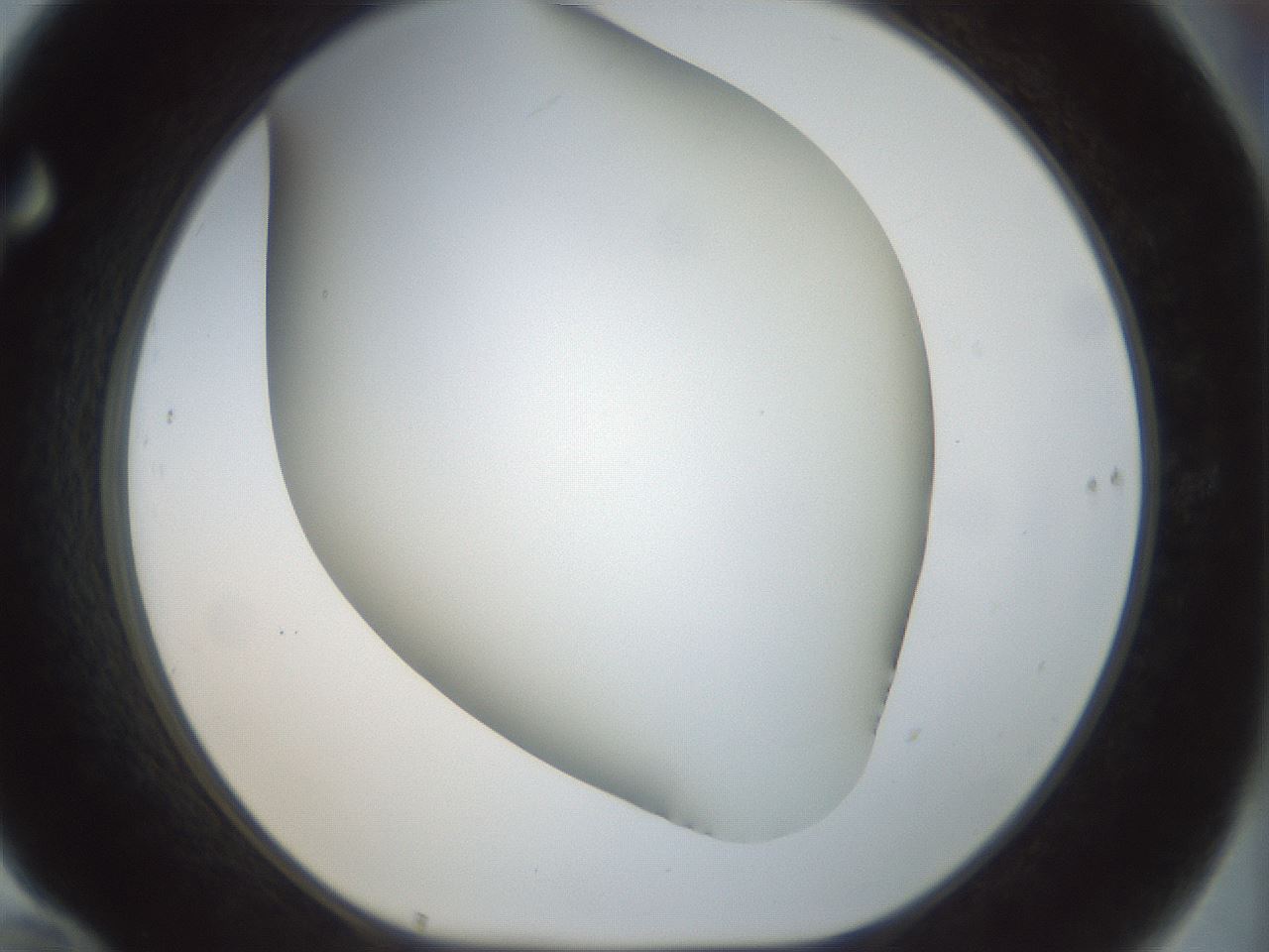 folderID297_plateID1297_batchID4295_wellNum70_profileID1_d1_r78077_ef.jpg