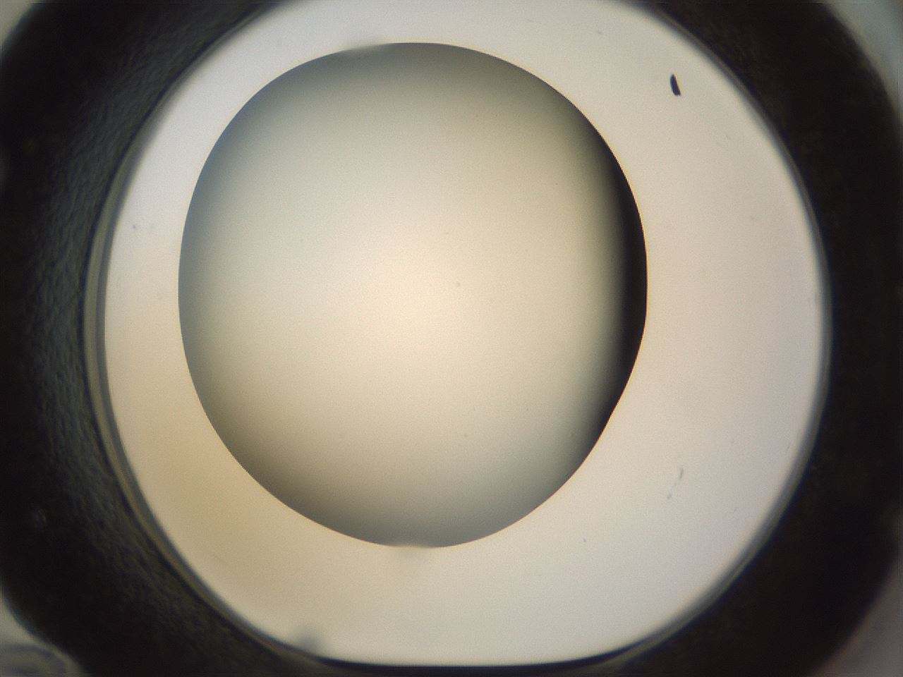 folderID297_plateID1297_batchID4295_wellNum72_profileID1_d1_r78079_ef.jpg
