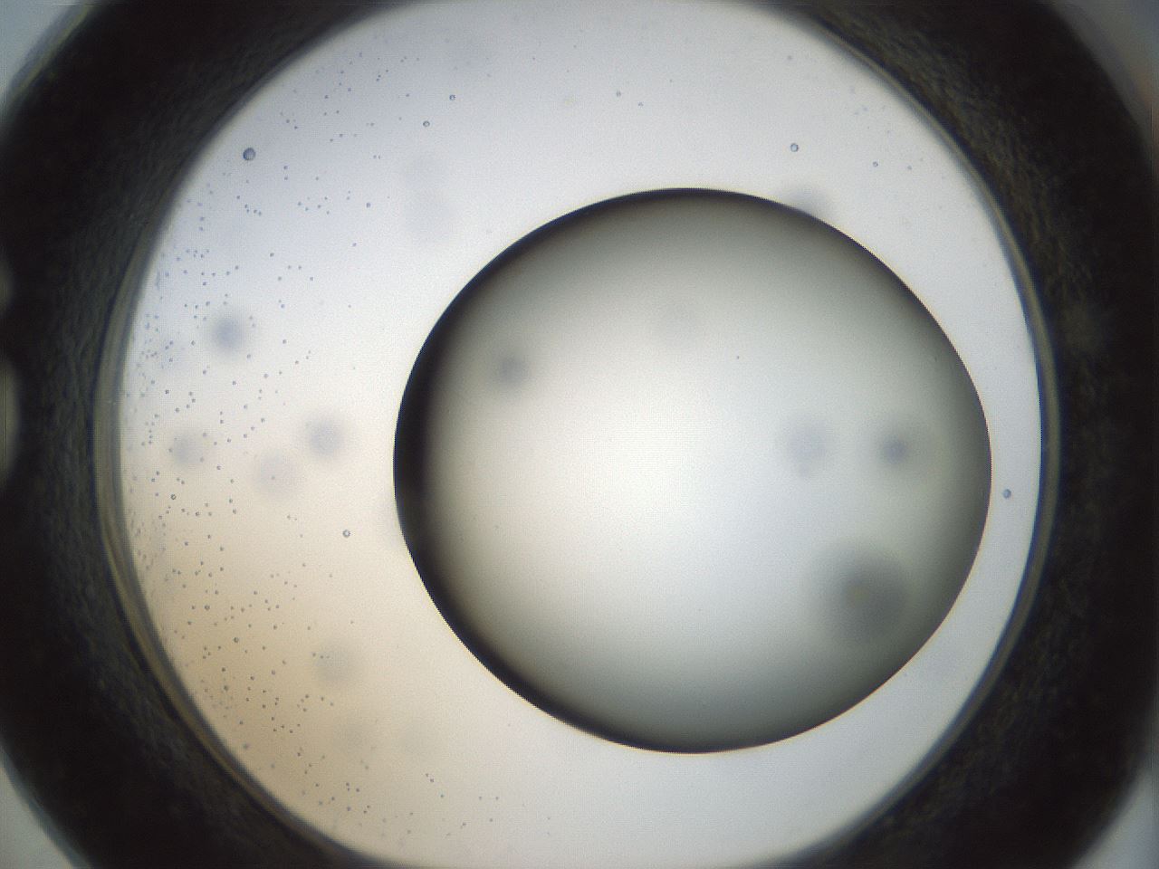 folderID297_plateID1297_batchID4295_wellNum73_profileID1_d1_r78080_ef.jpg