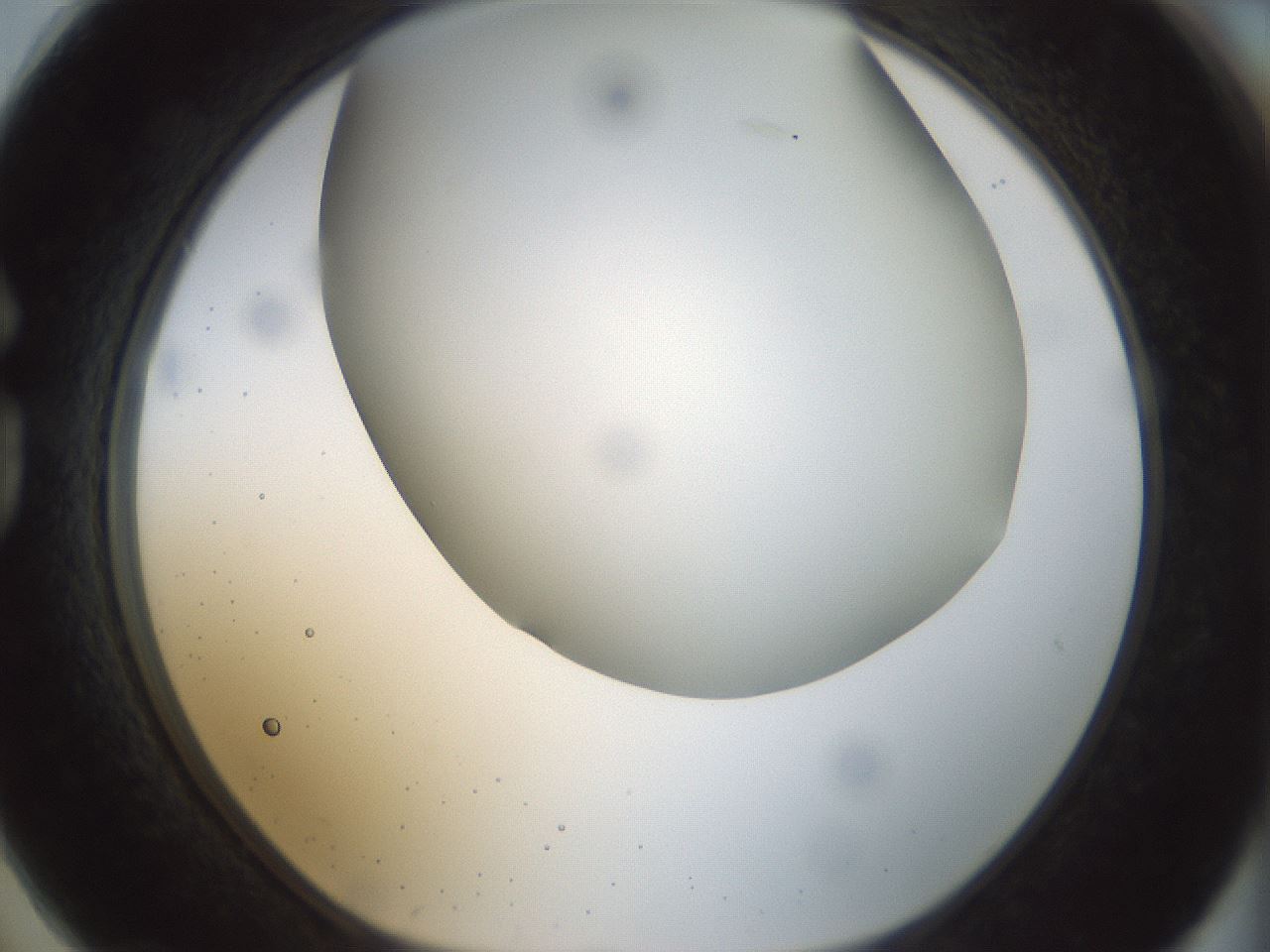 folderID297_plateID1297_batchID4295_wellNum74_profileID1_d1_r78081_ef.jpg