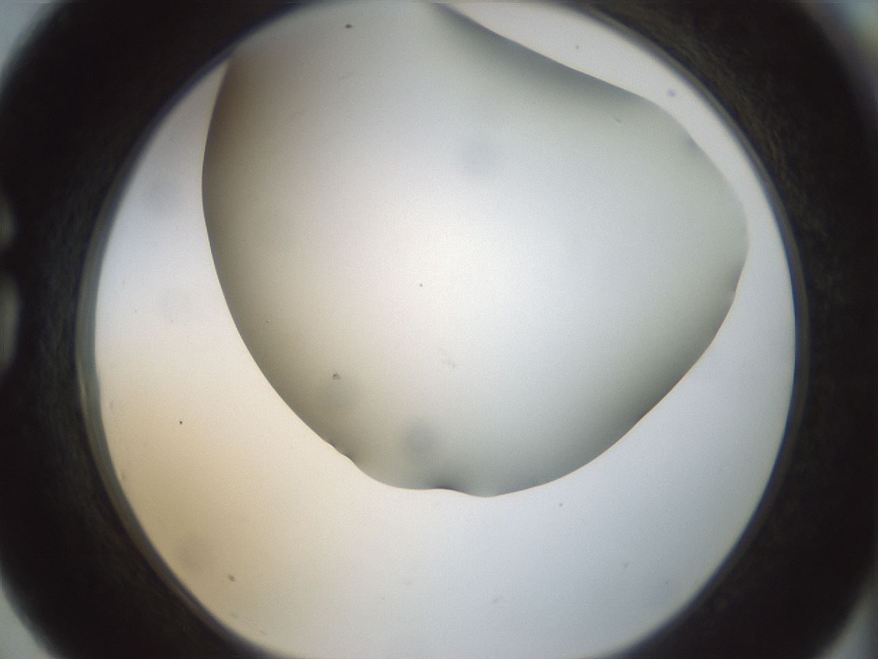 folderID297_plateID1297_batchID4295_wellNum75_profileID1_d1_r78082_ef.jpg